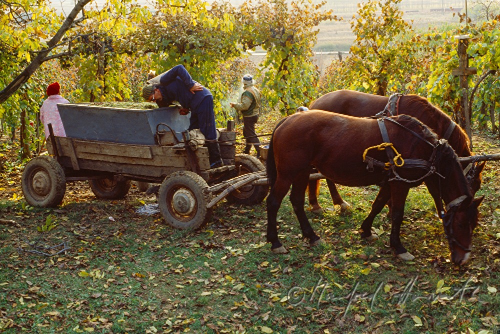 Weinbauern und Erntearbeiter mit Pferdewagen