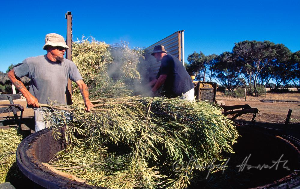 Emu Ridge Eucalyptus Distillery, Eukalyptusöl-Herstellung