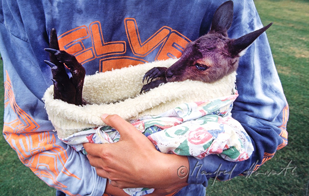 Känguru-Baby in Wärmedecke