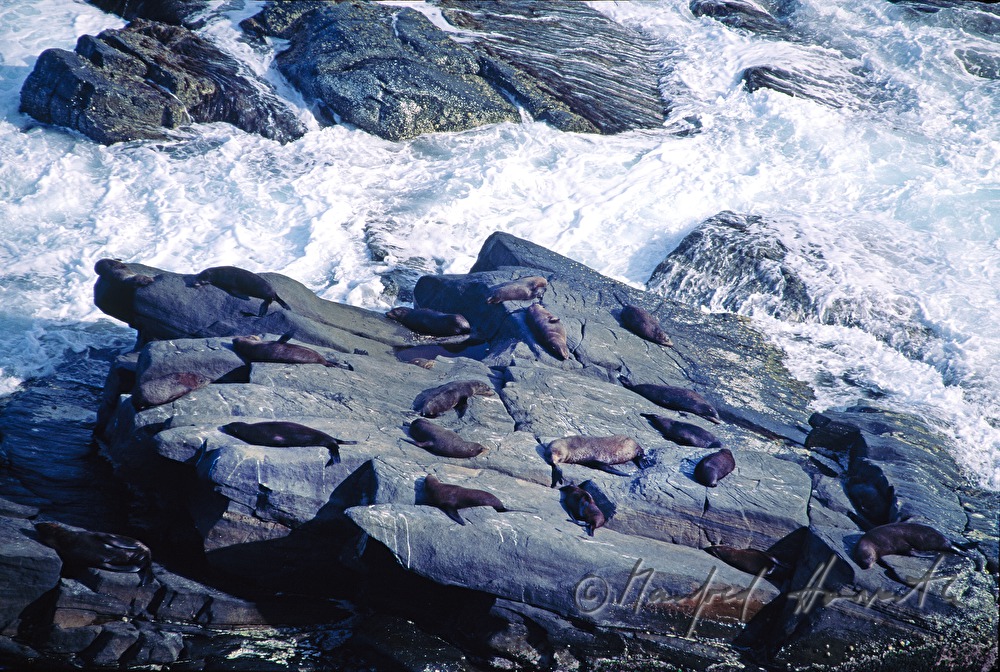 Seehunde im Seal Bay Conservation Park
