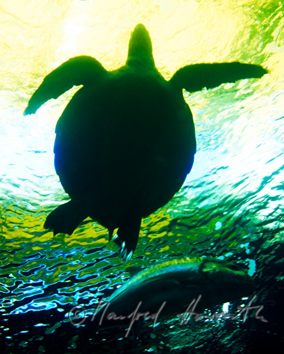 Meeresschildkröte im Aquarium