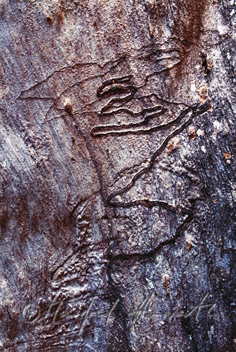 Stamm eines Eukalyptusbaumes mit Freßgängen des Eukalyptusbohrers
