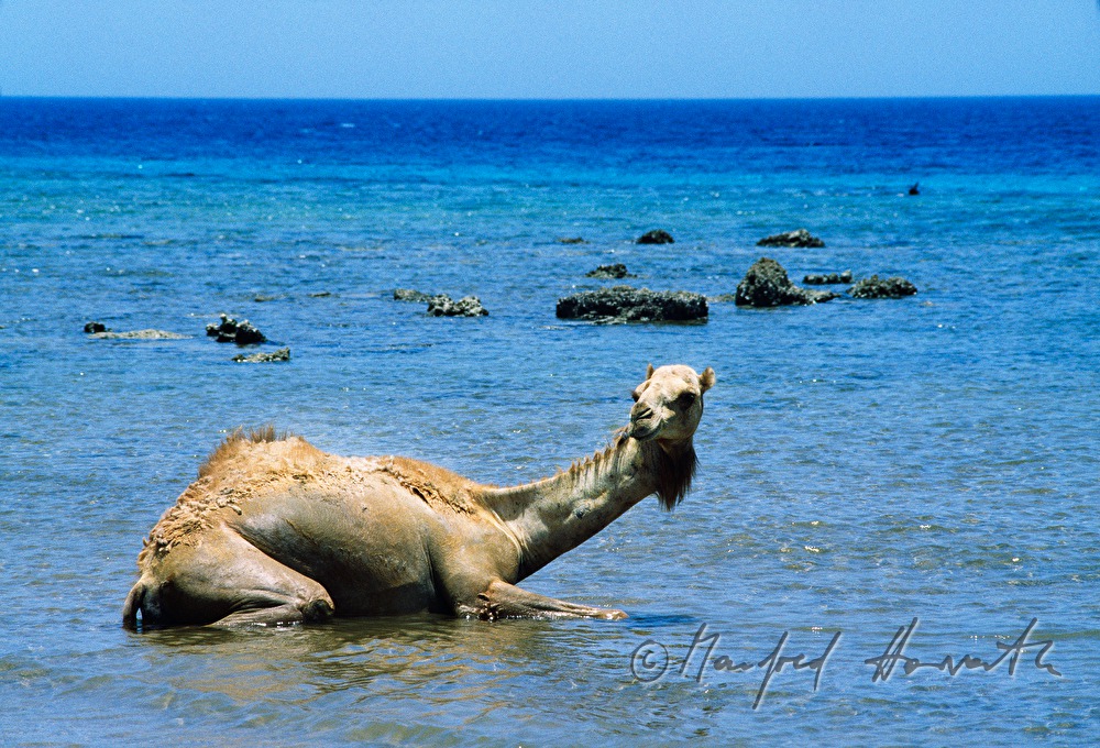 Kamel badet im Roten Meer