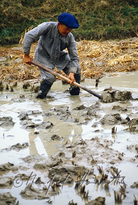 Bauer bei der Arbeit im Reisfeld