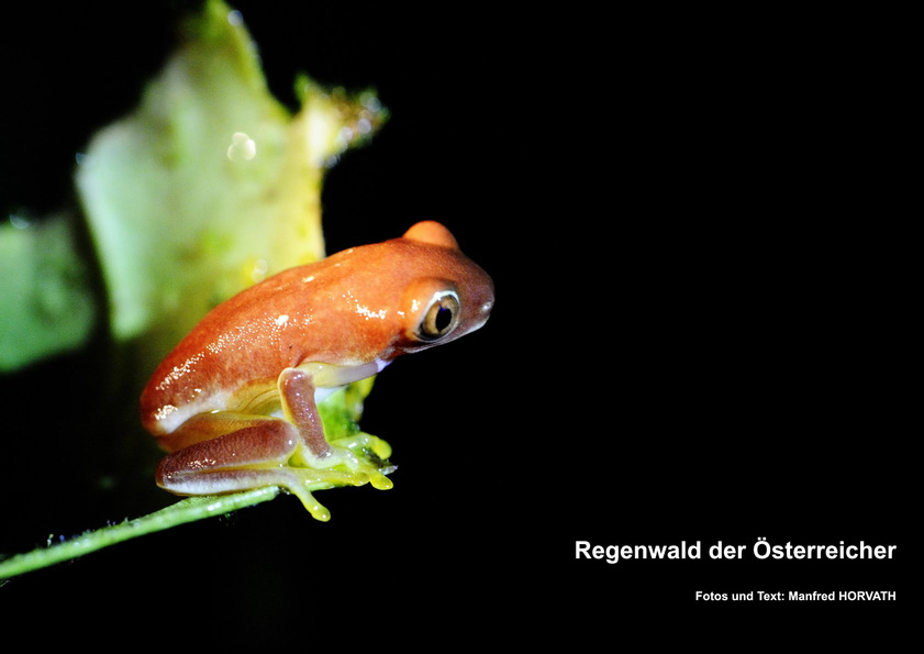 Regenwald der Österreicher