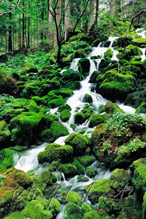 kleiner Wasserfall im Wald im Hochschwabgebiet