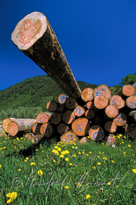 Holzstoß für das Sägewerk