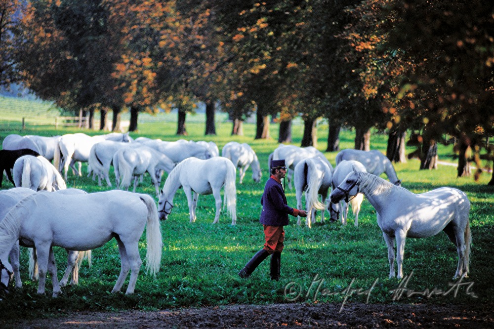 Lipizzaner auf der Weide