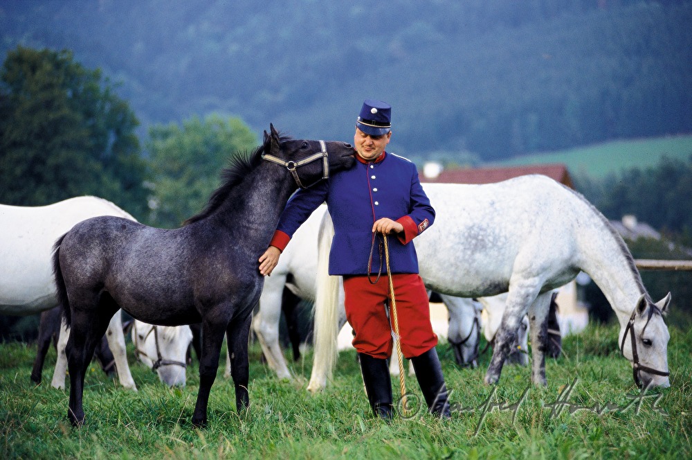 Pferdehirte vom Bundesgestüt Piber mit Lipizzaner