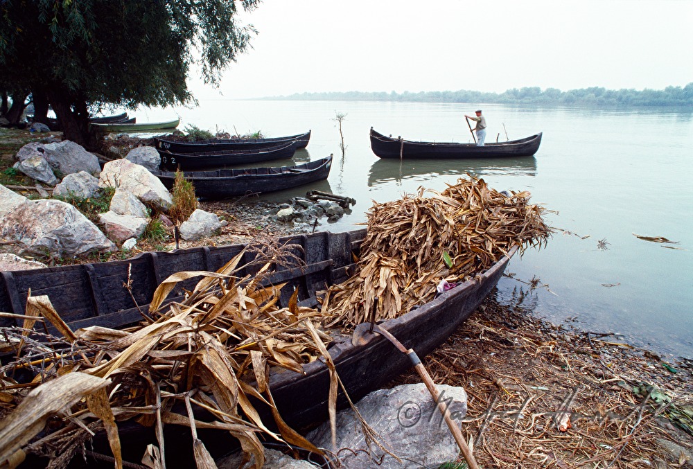 Mais-Stroh in einem Ruderboot