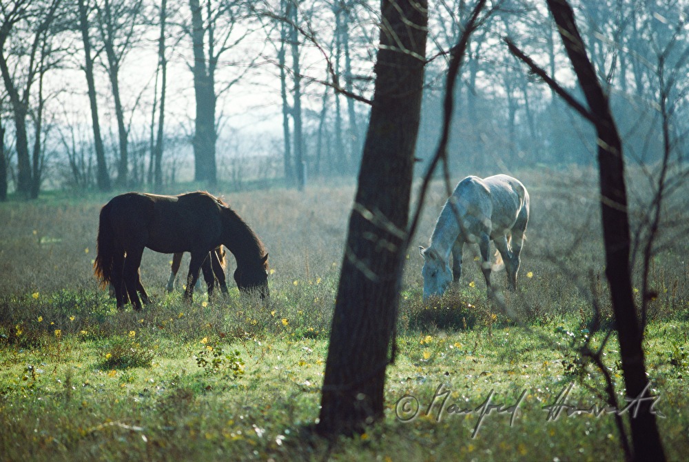 Pferd grast auf der Weide