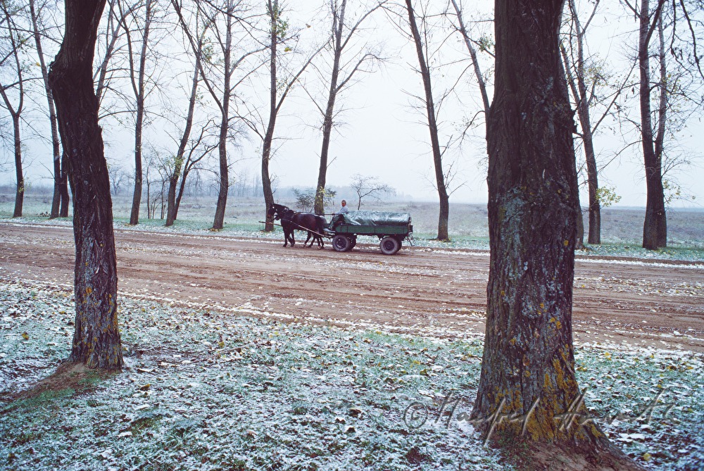 Pferdefuhrwerk auf der Sandstrasse bei Schneetreiben