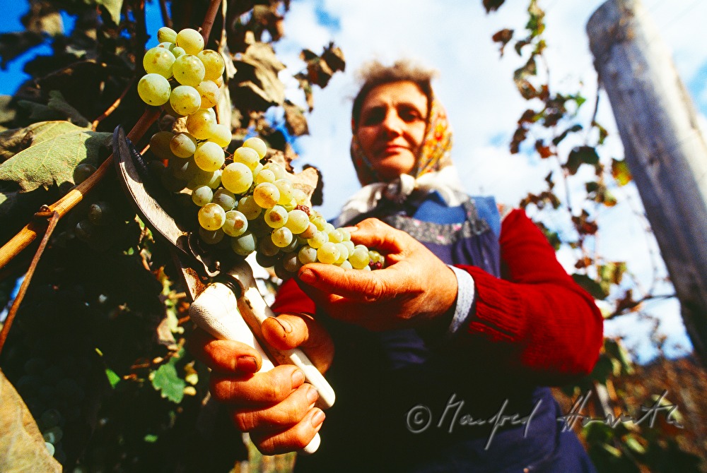 Weinbauer liest Trauben
