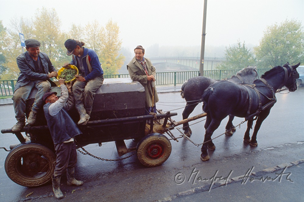 Weinbauern und Erntearbeiter mit Pferdewagen