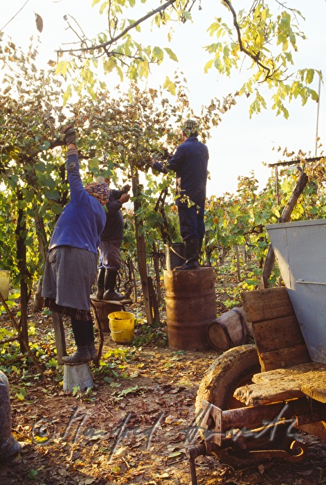 Weinbauern ernten Trauben