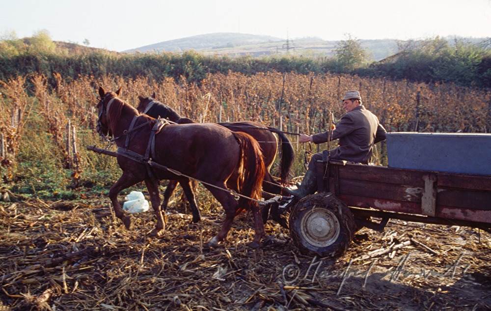Weinbauer mit Pferdewagen