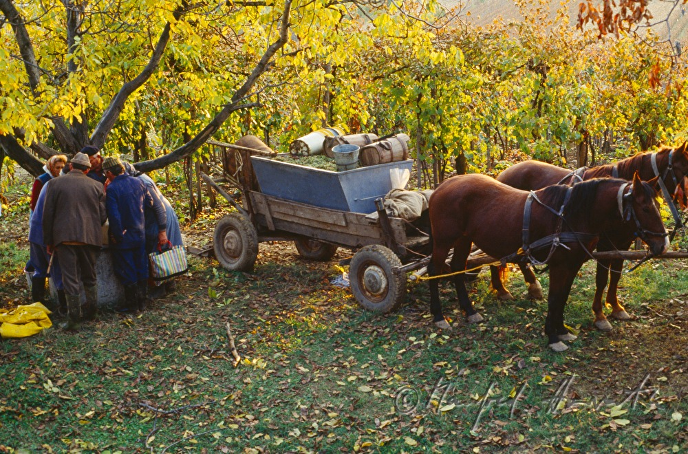Weinbauern und Erntearbeiter mit Pferdewagen