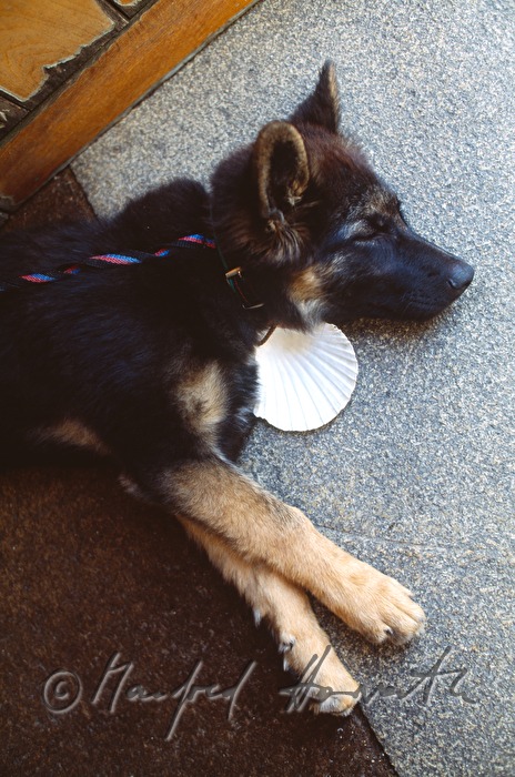 Hund mit Jakobsmuschel schläft in der Hitze