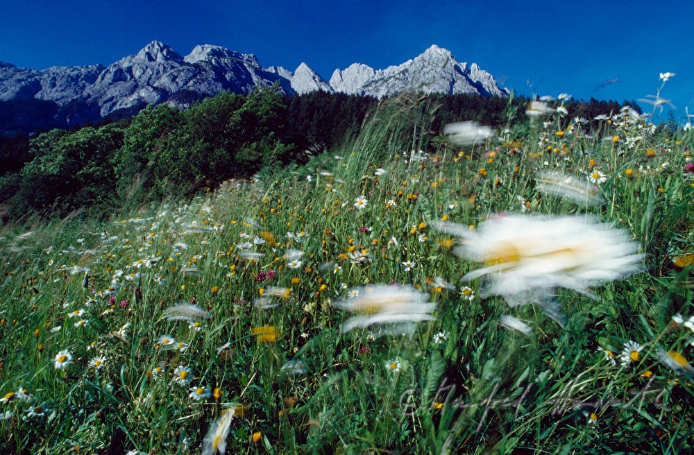 Wiese bei Werfen