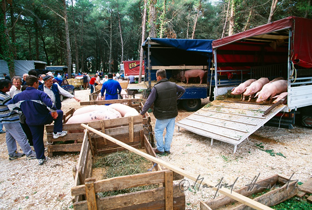 Schweine-Verkauf aus dem Lastwagen