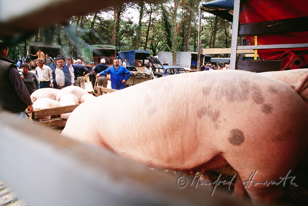 Schweine-Verkauf aus dem Lastwagen