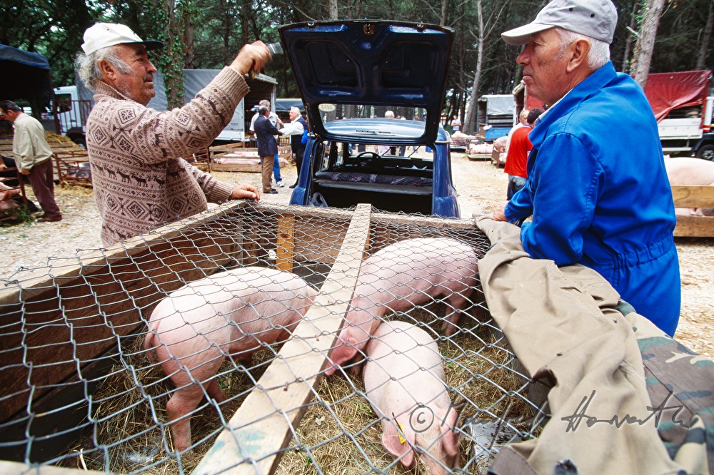 Schweine-Verkauf aus dem Lastwagen