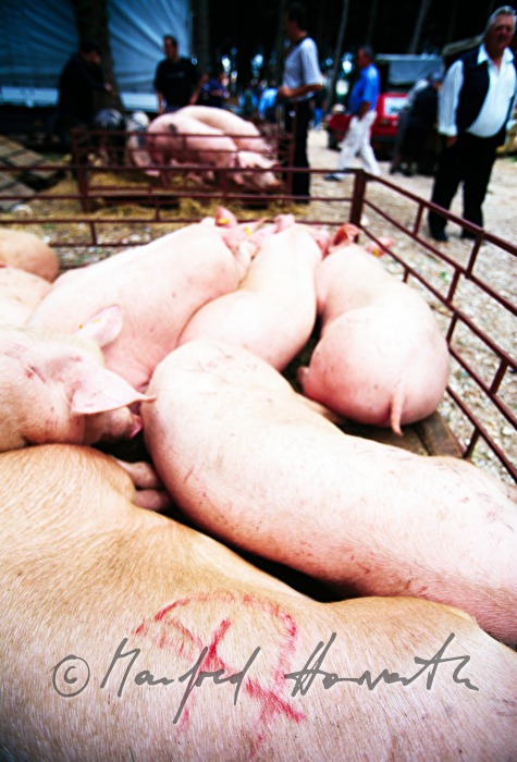 Schweine-Verkauf aus dem Lastwagen
