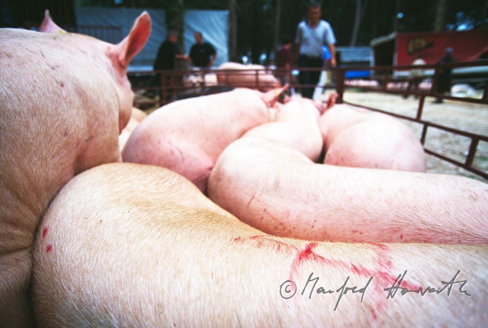 Schweine-Verkauf aus dem Lastwagen