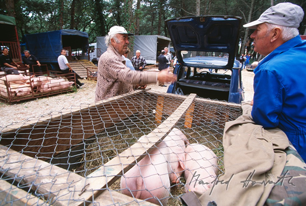 Schweine-Verkauf aus dem Lastwagen