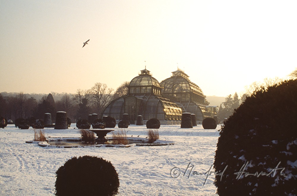 Palmenhaus im Winter