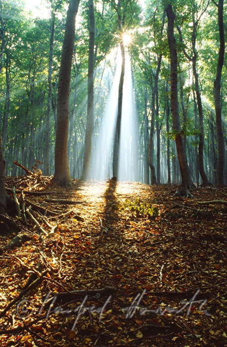 Sonne scheint durch den Morgendunst im Buchenwald