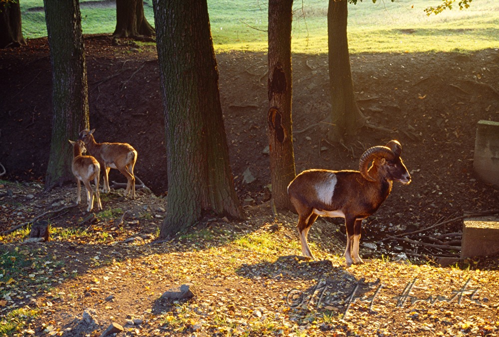 Mufflons in einem Gehege