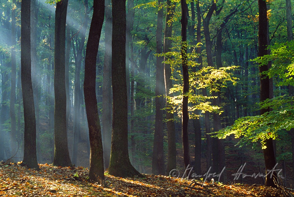 Eichen und Buchen im Morgendunst