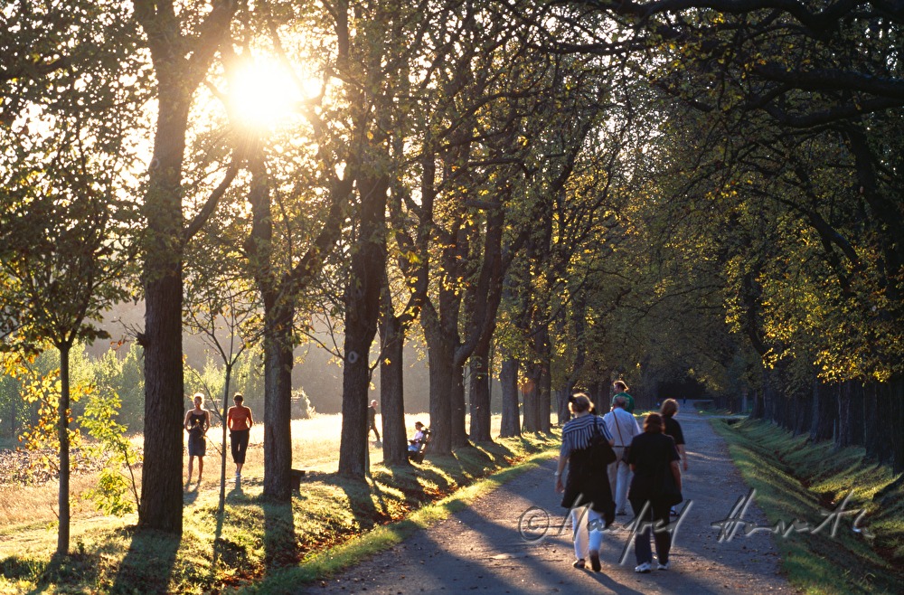 Spaziergänger auf einer Allee im Park