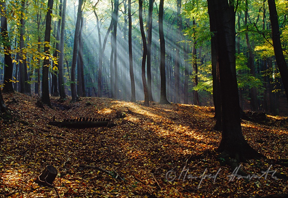 Sonne scheint durch den Morgendunst im Buchenwald