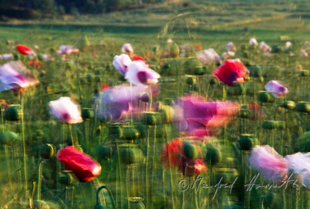 blühendes Mohnfeld im August