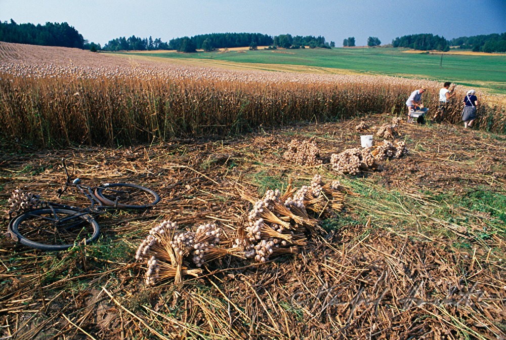 Fahrrad im Mohnfeld, Mohnernte