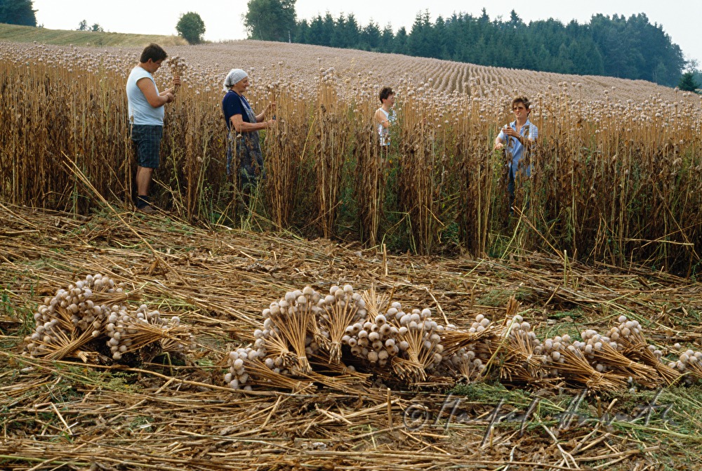 Mohnernte, Erntearbeiter