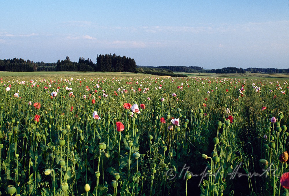 blühendes Mohnfeld im August