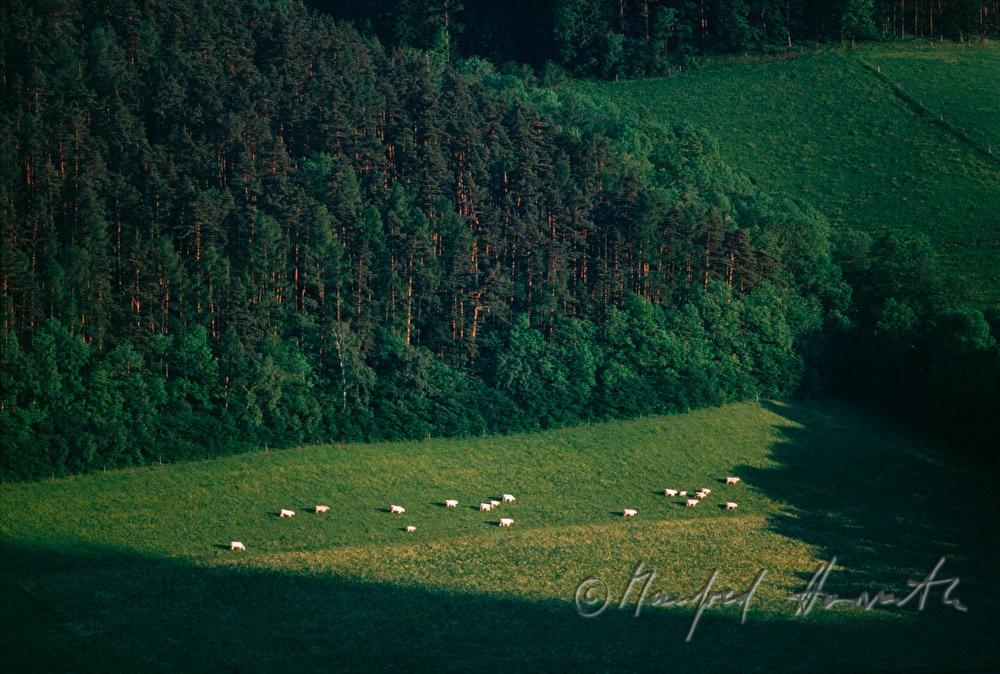Wald und Weide mit Kühen