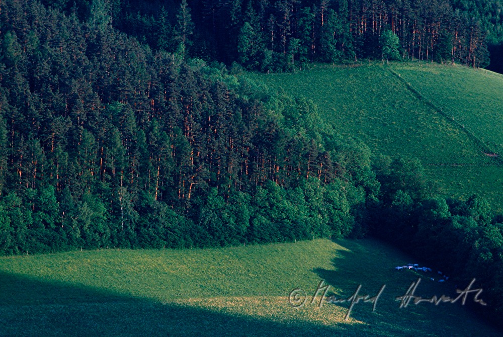 Wald und Wiesen