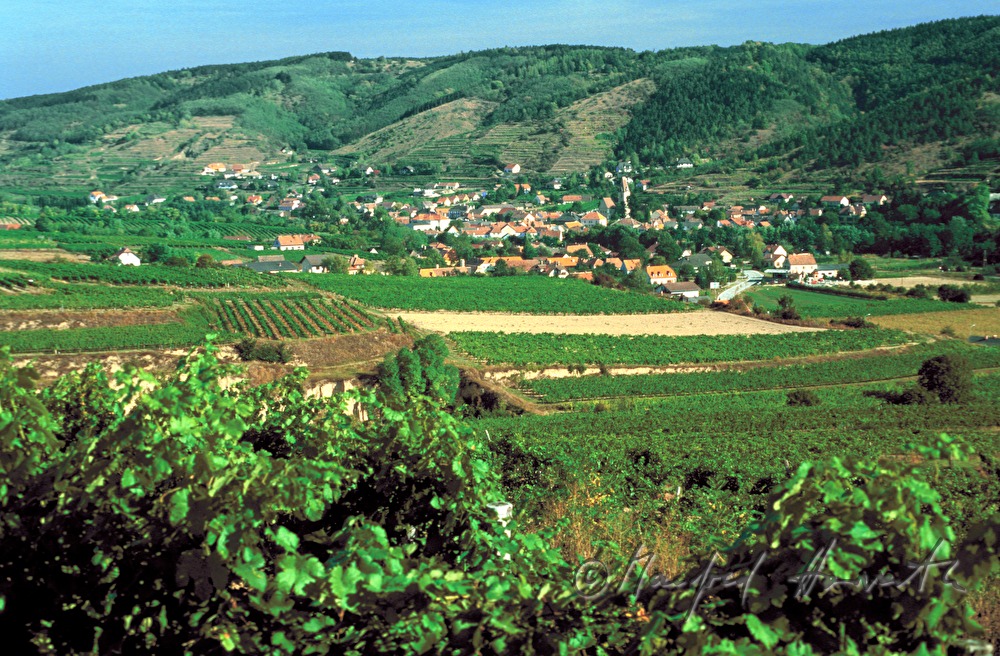 Weinberge um Schönberg