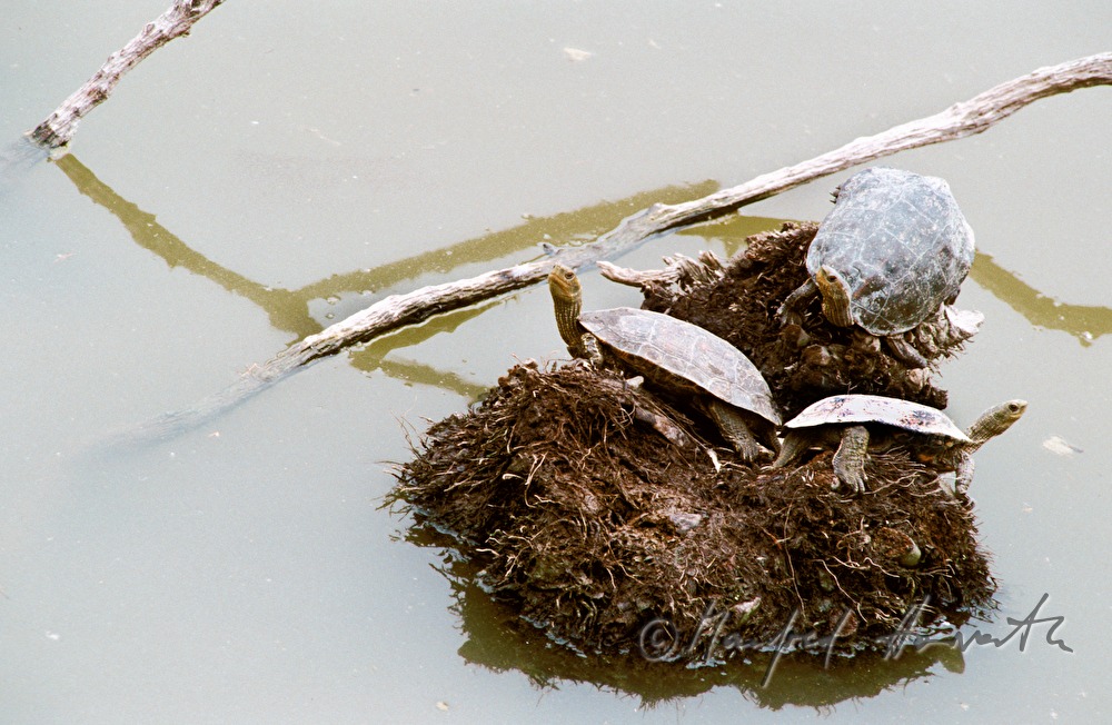 Wasserschildkröten