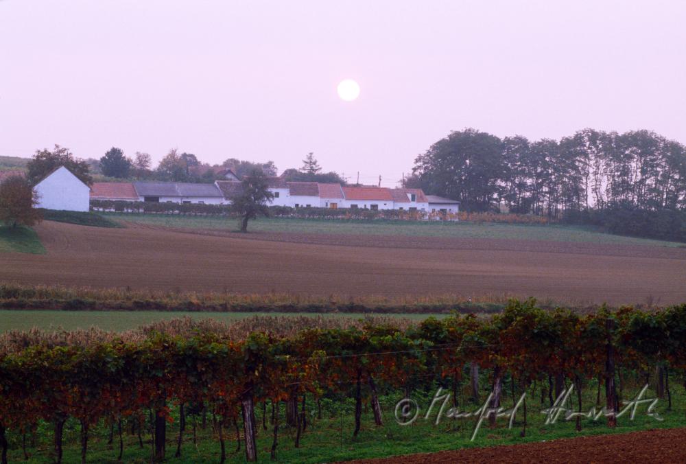 Weinberge und Weinkeller in der Kellergasse