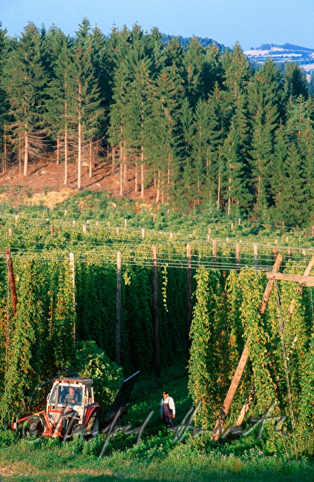 Bauer inspiziert die Hopfen-Plantage
