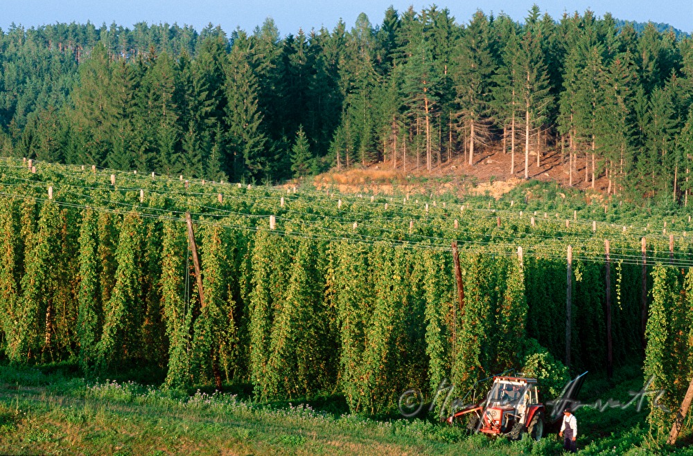 Bauer inspiziert die Hopfen-Plantage