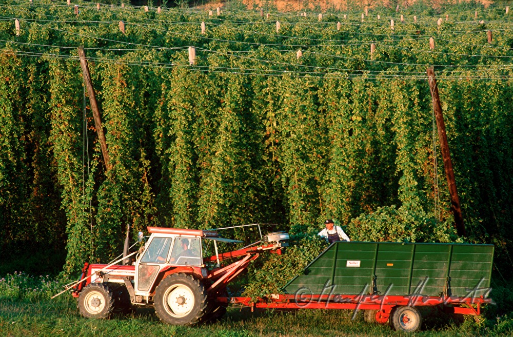 Bauer inspiziert die Hopfen-Plantage