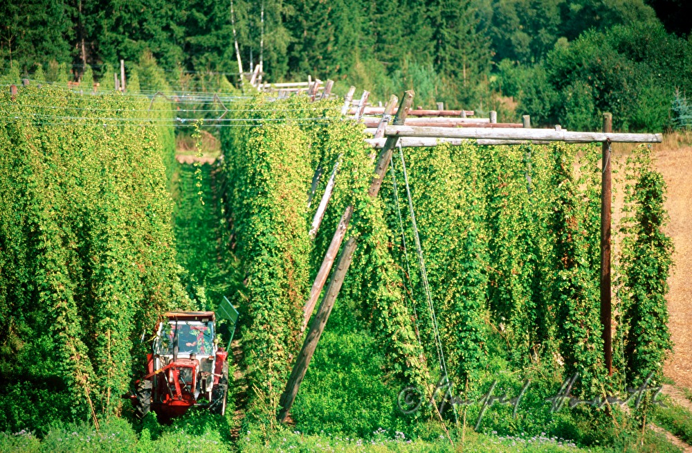 Bauer inspiziert die Hopfen-Plantage