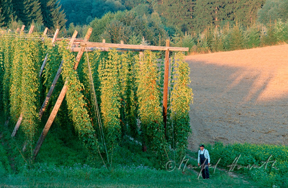Bauer inspiziert die Hopfen-Plantage