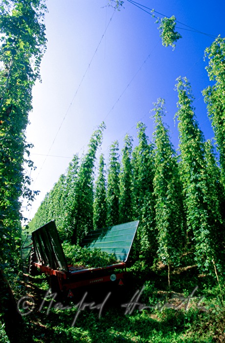 Traktoranhänger im Hopfengarten bei der Ernte